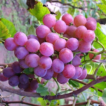 http://www.gearfuse.com/wp-content/uploads/2008/08/grapes.jpg