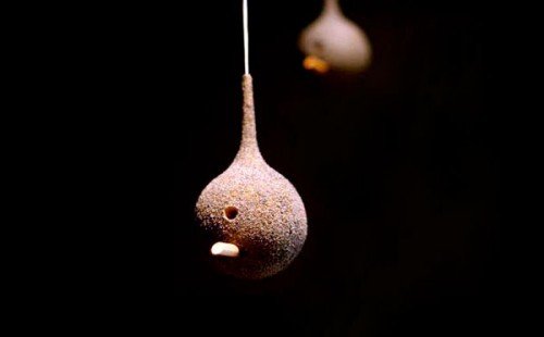 birdfeederash birdfeederash
