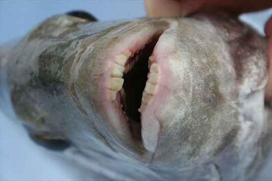 Found: Fish with Human Teeth (Update: Species Found ...