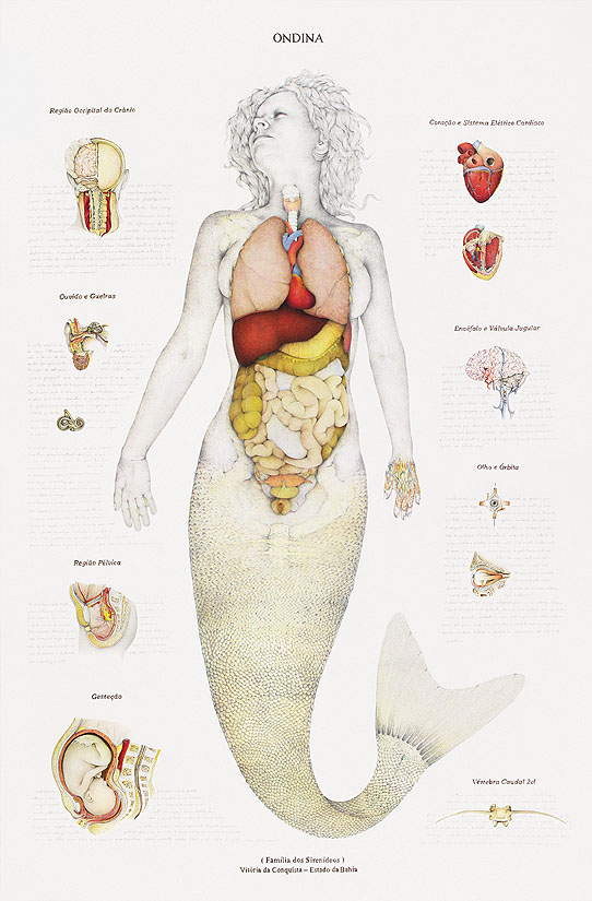 human anatomy chart. I#39;m confident that this chart