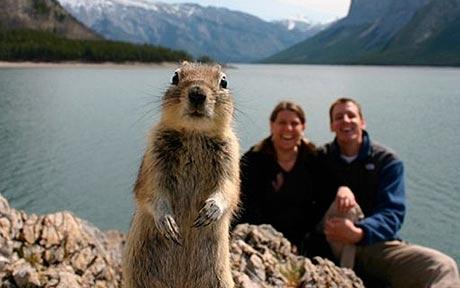 squirrel