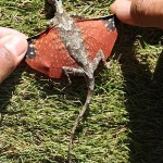 Real Life Dragon Found in Indonesia