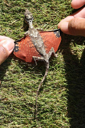 dragon Real Life Dragon Found in Indonesia
