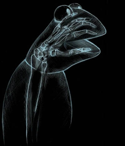 kermit frog. kermit the frog xray Muppet