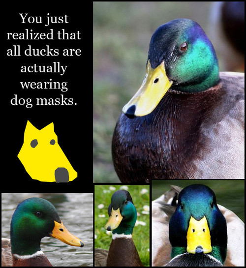 duck-dog-mask.jpg
