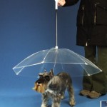 Dogbrella Keeps Dogs Dry, Eliminates Wet Dog Smell and Embarrasses Your Pup in Front of Their Friends