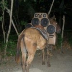 Pimp My Donkey