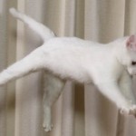 kitty-jump-1