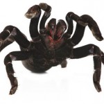 oven-baked-tarantula-1