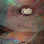 800px-Spiral_Orb_Webs