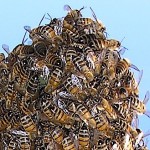 BeeSwarm