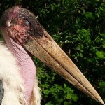 This modern marabou stork, while formidable, is half the size of its newly-discovered ancient cousin.