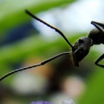This ant may be lonely, but don't think it's lost. Photo by Challiyan