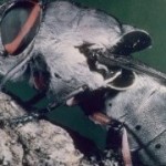 botfly