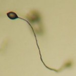 Social Amoeba, Emergent Agriculture