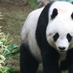 Grosser Panda