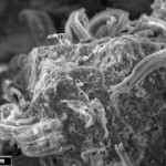NASA Scientist Claims to Have Discovered Alien Bacteria
