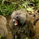 Angry Baboon