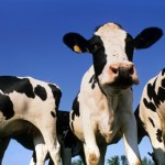 Cows Genetically Engineered to Produce Human Breast Milk