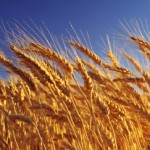 Wheat