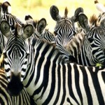 Zebras