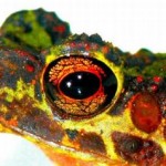 Frog Inspired Bike: Be At One With Nature Frog Inspired Bike: Be At One With Nature
