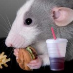 Rat_eating