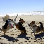 corgi-larp