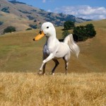crazy-animal-1