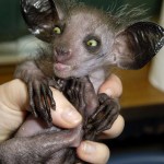 Aye-aye