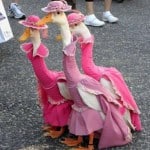 Geese In Dresses