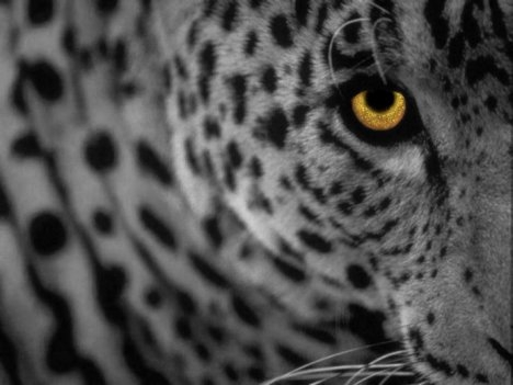 apple_mac_os_x_10.5_leopard_1024x768_1.jpg