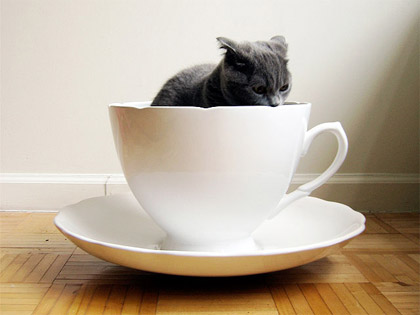 mug-cat.jpg
