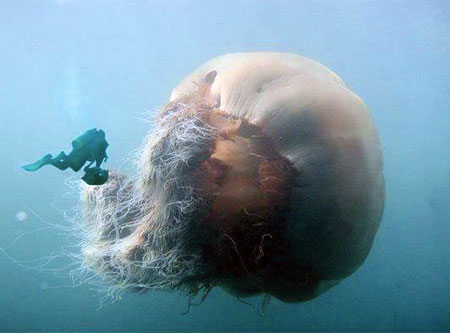 lions-mane-jellyfish
