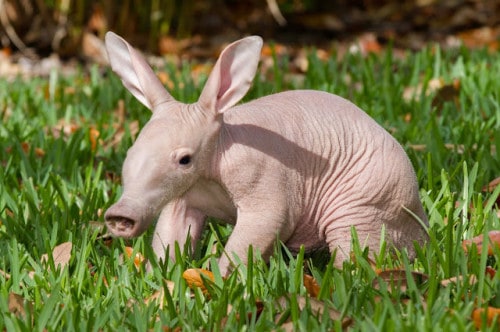 Baby Aardvark