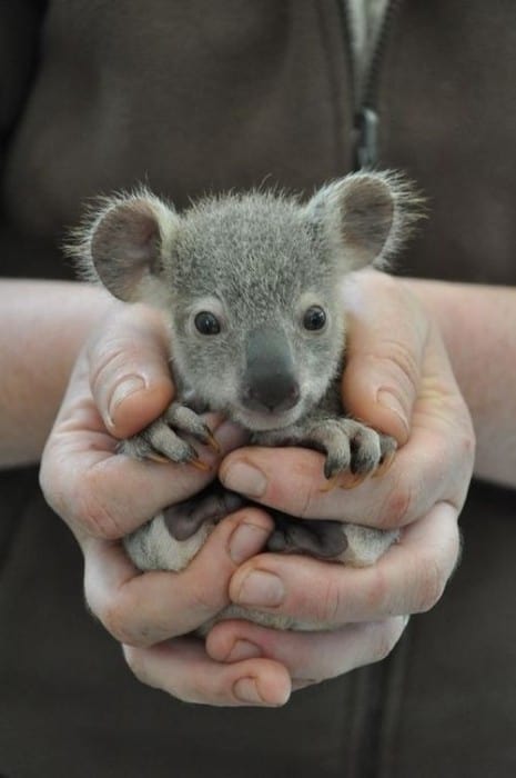 Baby Koala