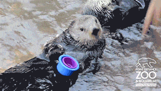 OCD Otter