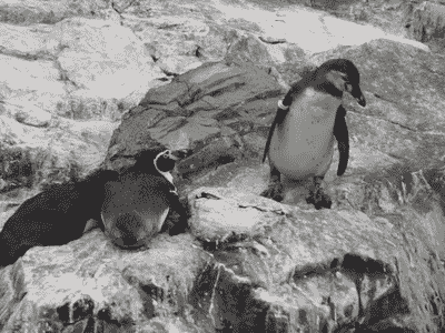 Penguin Pushing