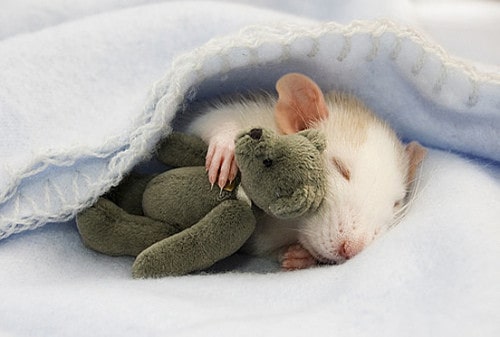 Rat With a Teddy Bear