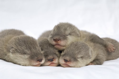 Sleeping Otters