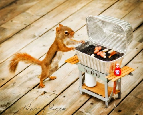 Squirrel Cook Out
