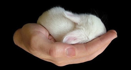 Tiny Bunny