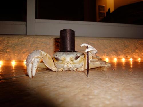 Crab Hat