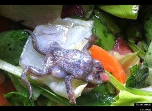 Dead Frog Salad