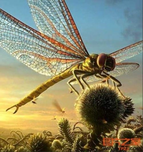 Giant Dragonfly