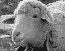 Shocked Sheep