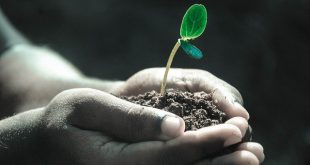 The Shocking Impact of Soil on Human Health: Unearthing the Truth