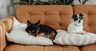 How to Create a Comfortable Living Space for Your Family Pets