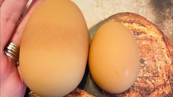 Chicken Egg